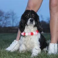 AKC Lily, a female Cocker Spaniel for sale in Massillon, OH – Photo 1 of 6