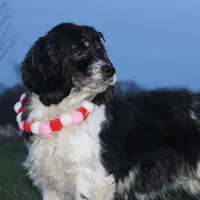 AKC Lily, a female Cocker Spaniel for sale in Massillon, OH – Photo 4 of 6