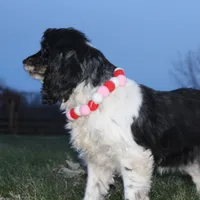 AKC Lily, a female Cocker Spaniel for sale in Massillon, OH – Photo 6 of 6