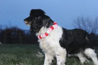 processed/93ee36e4-47ce-4a09-91af-1f8c54440da7/listing/2c3cc5e3-ced8-4a84-b8e4-0c631cc49c59/a901f410-ae70-471a-bd96-27d496771fc4