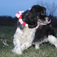 AKC Lily, a female Cocker Spaniel for sale in Massillon, OH – Photo 5 of 6