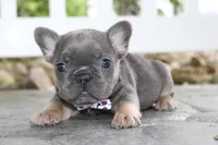 AKC Zoe, a female French Bulldog for sale in Massillon, OH – 10 of 10