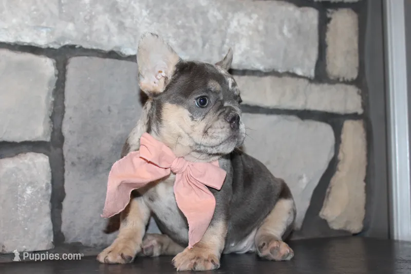 AKC Sadi – French Bulldog puppy for sale in Massillon, OH