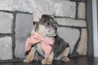 AKC Sadi, a female French Bulldog for sale in Massillon, OH – 5 of 10