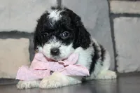 Mini Lexi, a female Miniature Goldendoodle for sale in Massillon, OH – 6 of 10