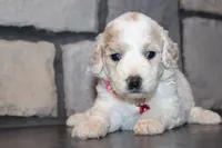 AKC Lucy, a female Miniature Goldendoodle for sale in Massillon, OH – 10 of 10