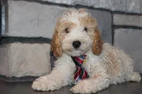Mini B, a male Miniature Goldendoodle for sale in Massillon, OH – 3 of 8