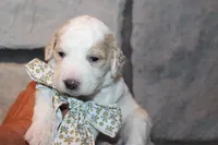 Mini Luna, a female Miniature Goldendoodle for sale in Massillon, OH – 6 of 6