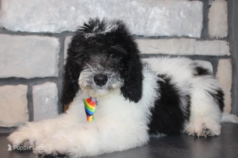 Mini Ollie – Miniature Goldendoodle puppy for sale in Massillon, OH