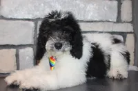 Mini Ollie, a male Miniature Goldendoodle for sale in Massillon, OH – 1 of 7