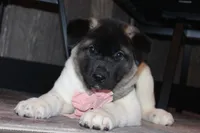 AKC Molly , a female Akita for sale in Massillon, OH – 6 of 9