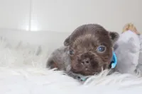AKC Charlie, a male French Bulldog for sale in Massillon, OH – 6 of 8