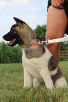 AKC Molly , a female Akita for sale in Massillon, OH – 3 of 9