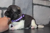 AKC Kuma, a female Akita for sale in Massillon, OH – 3 of 6