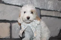Akc Jenna, a female Poodle - Miniature  for sale in Massillon, OH – 7 of 9