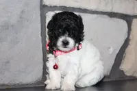 AKC Bella, a female Poodle - Miniature  for sale in Massillon, OH – 10 of 10