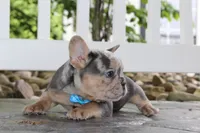 AKC Ziggy, a male French Bulldog for sale in Massillon, OH – 3 of 6