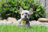 AKC Bella, a female French Bulldog for sale in Massillon, OH – 5 of 9