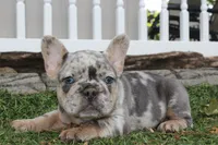 AKC Fifi, a female French Bulldog for sale in Massillon, OH – 2 of 6
