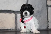 AKC Bella, a female Poodle - Miniature  for sale in Massillon, OH – 5 of 10