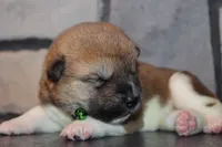 AKC Bear, a male Akita for sale in Massillon, OH – 4 of 6