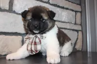 AKC Teddy, a male Akita for sale in Massillon, OH – 5 of 9