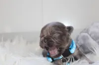 AKC Charlie, a male French Bulldog for sale in Massillon, OH – 5 of 8