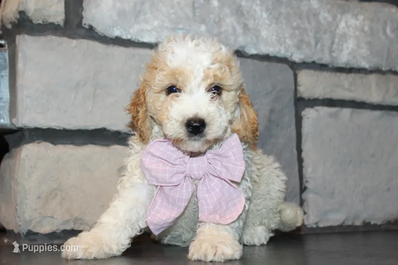 Mini Molly – Miniature Goldendoodle puppy for sale in Massillon, OH