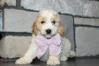 Mini Molly, a male Miniature Goldendoodle for sale in Massillon, OH – 5 of 10