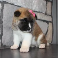 AKC Georgi, a female Akita for sale in Massillon, OH – Photo 5 of 7