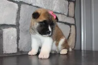 AKC Molly, a female Akita for sale in Massillon, OH – Photo 5 of 7