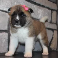 AKC Georgi, a female Akita for sale in Massillon, OH – Photo 3 of 7