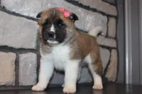AKC Molly, a female Akita for sale in Massillon, OH – Photo 3 of 7
