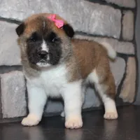 AKC Georgi, a female Akita for sale in Massillon, OH – Photo 4 of 7