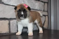 AKC Molly, a female Akita for sale in Massillon, OH – Photo 4 of 7