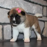 AKC Georgi, a female Akita for sale in Massillon, OH – Photo 2 of 7