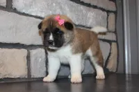 AKC Molly, a female Akita for sale in Massillon, OH – Photo 2 of 7