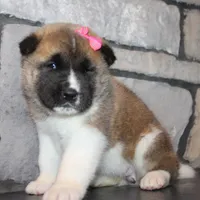 AKC Georgi, a female Akita for sale in Massillon, OH – Photo 7 of 7