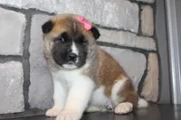 AKC Molly, a female Akita for sale in Massillon, OH – Photo 7 of 7