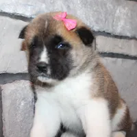 AKC Georgi, a female Akita for sale in Massillon, OH – Photo 6 of 7