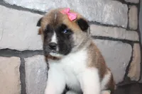 AKC Molly, a female Akita for sale in Massillon, OH – Photo 6 of 7