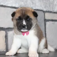 AKC Georgi, a female Akita for sale in Massillon, OH – Photo 1 of 7
