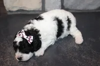 Mini Lexi, a female Miniature Goldendoodle for sale in Massillon, OH – 3 of 5