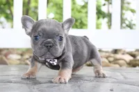 AKC Zoe, a female French Bulldog for sale in Massillon, OH – 6 of 10