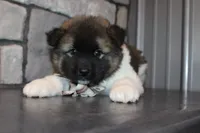 AKC Teddy, a male Akita for sale in Massillon, OH – 4 of 9