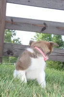 AKC Sadie, a female Akita for sale in Massillon, OH – 6 of 6