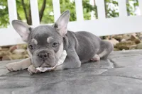 Akc Harper, a female French Bulldog for sale in Massillon, OH – 3 of 5