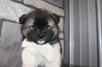Akc Riley, a female Akita for sale in Massillon, OH – 9 of 10