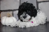 AKC Bella, a female Poodle - Miniature  for sale in Massillon, OH – 4 of 6