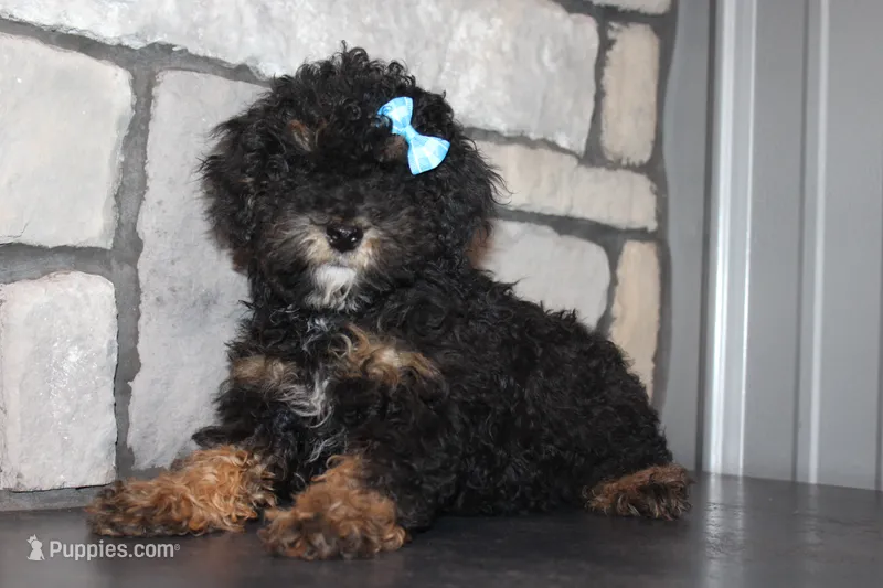 AKC Jace – Poodle - Miniature  puppy for sale in Massillon, OH